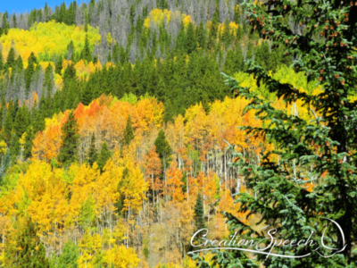 Colorado Aspens in September