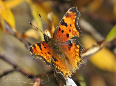 Hoary Comma wings open