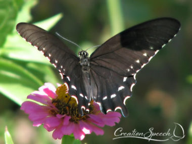 Female Pipevine Swallowtail