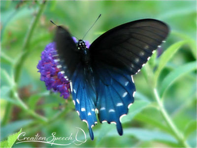 Male Pipevine Swallowtail