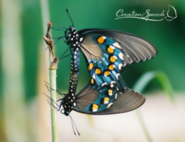 Mating Pipevine Swallowtails