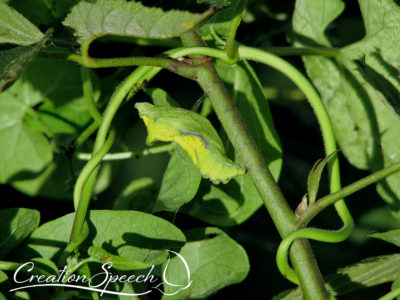 Pipevine Swallowtail Chrysalis