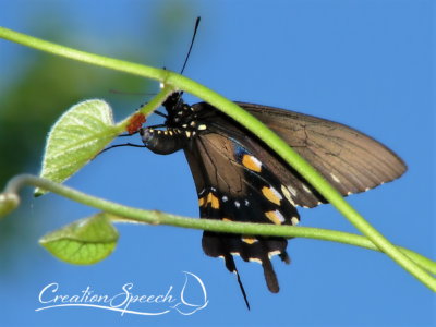 Pipevine Swallowtail laying eggs