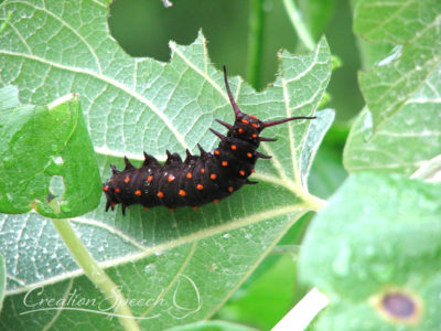 Pipevine Swallowtail Larva