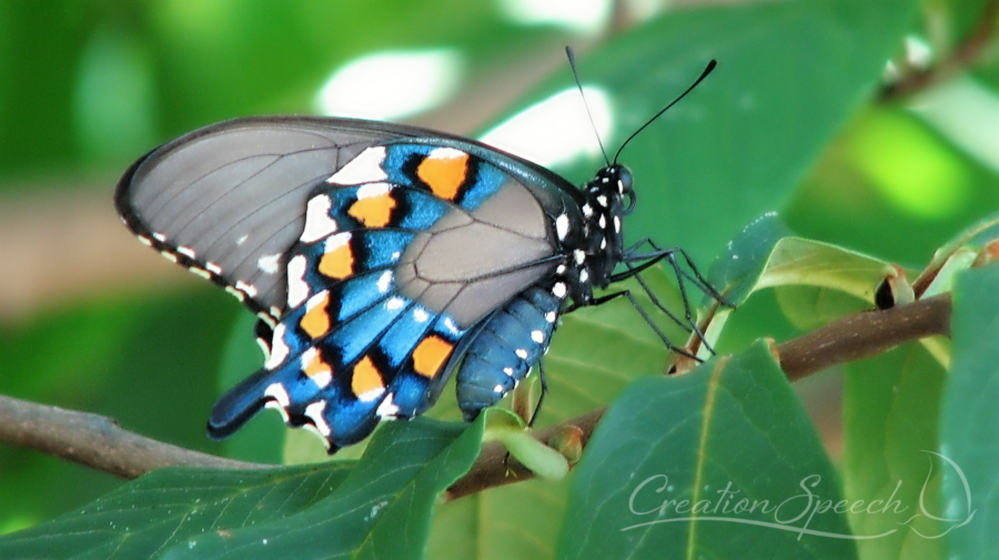 Pipevine Swallowtail iridescent