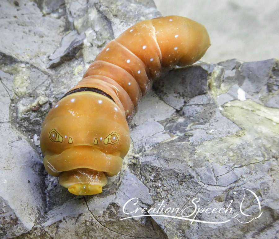 Two Tailed Tiger Swallotail Larva