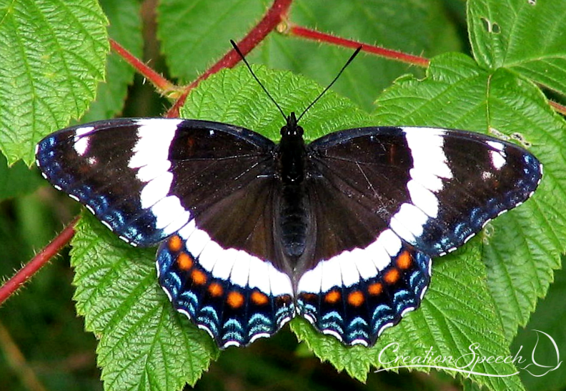 White Admiral