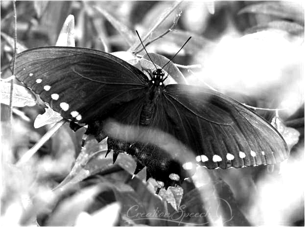 Black Swallowtail Nipped by Birds