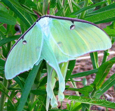 Female Luna Moth