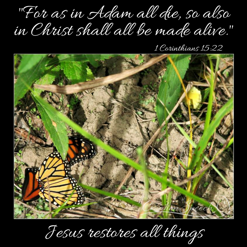 Butterfly wings on ground after bird ate bodies. In Adam, all die. We are alive in Jesus who restores all things.