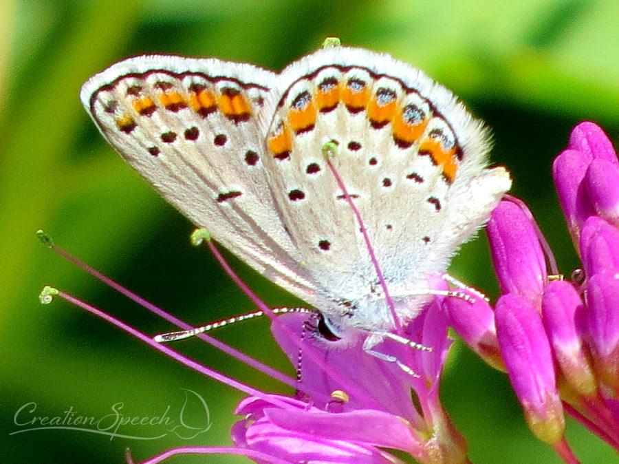 Melissa Blue Butterfly on Rocky Mountain Bee Flower