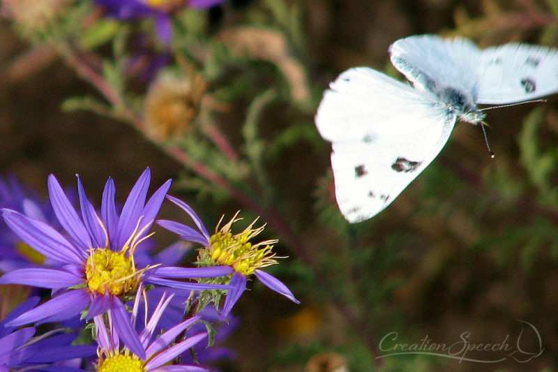 Western White Butterfly in Flight