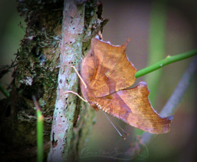 Comma Butterfly Camouflaged as Leaf