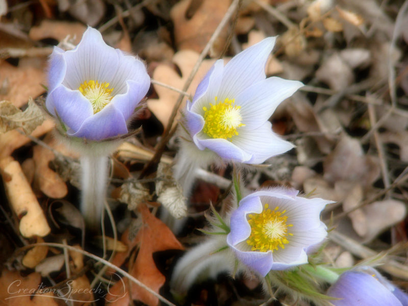 Pasque flowers, soft-focus