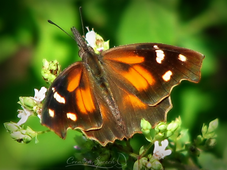 Have you not known? have you not heard? The LORD is the everlasting God, the Creator of the ends of the earth.” Isaiah 40:28. By God's mercy, American Snout Butterfly is protected by behavioral and structural instincts. By God's mercy, American Snout Butterfly is protected by behavioral and structural instincts.