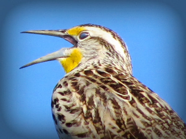 Western Meadowlark Singing