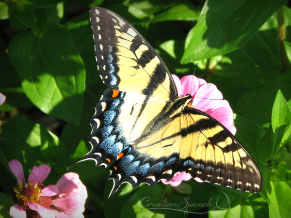 Female Eastern Tiger Swallowtail. Colorful.