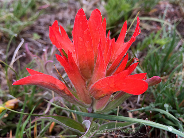 Indian Paintbrush bloom