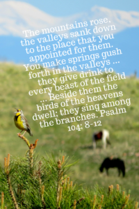 Mountains, beast, singing bird - Psalm 104:8-12