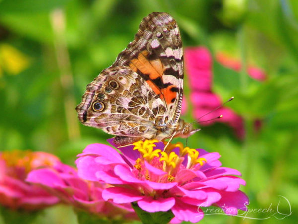 Painted Lady butterfly