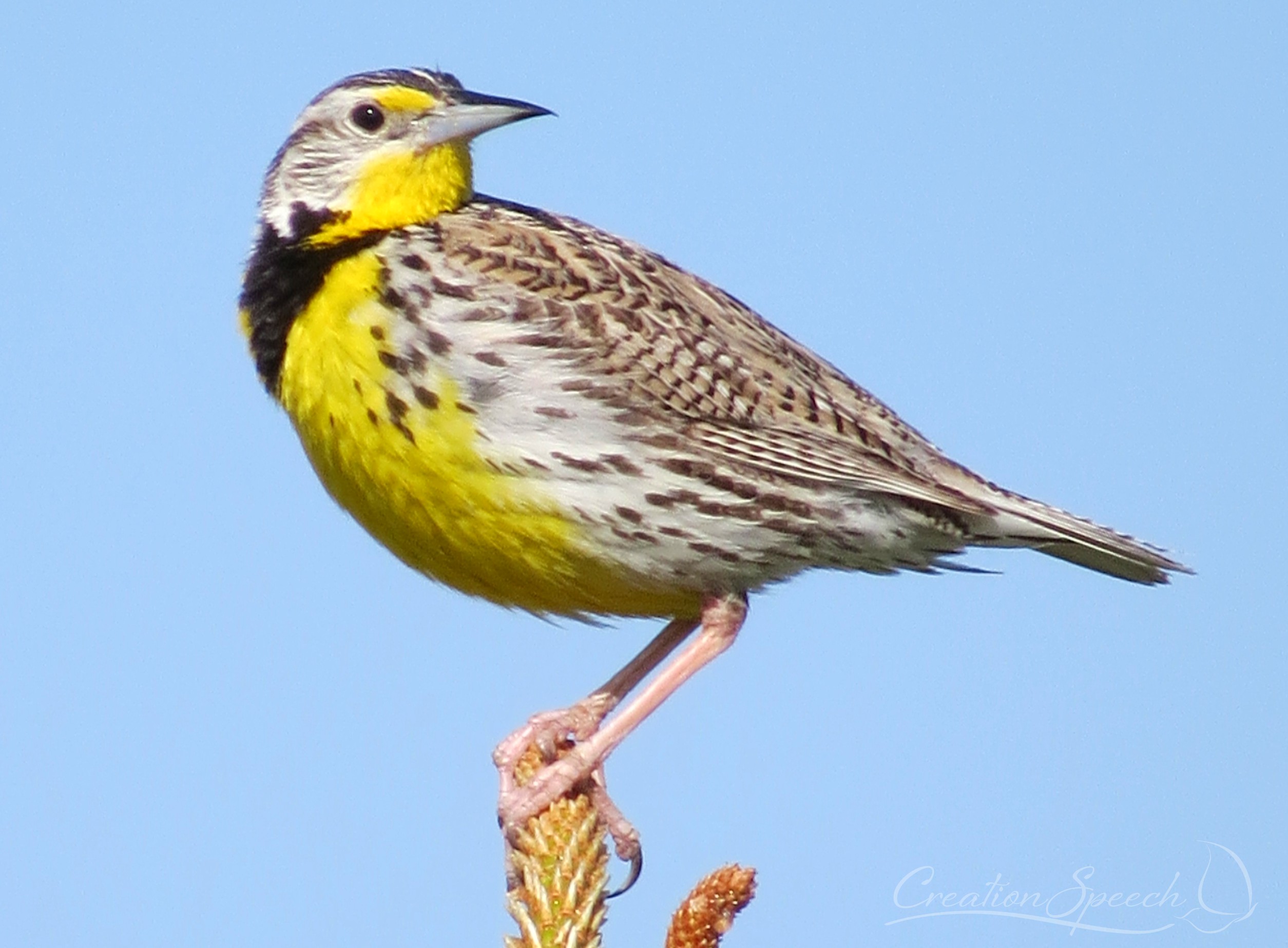 Western Meadowlark