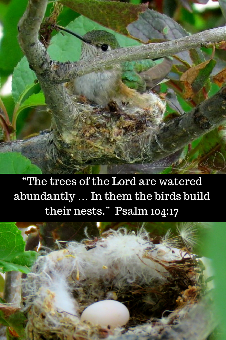 Broad-Tailed Hummingbird build nest in tree as God planned, Psalm 104:17.