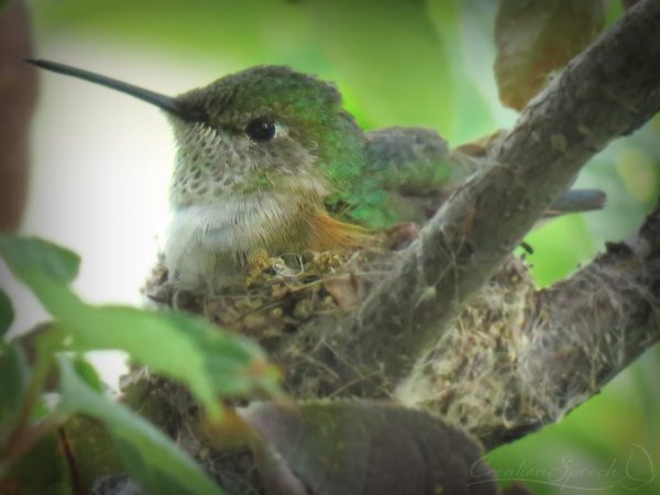 Broad-tailed hummingbird on nest