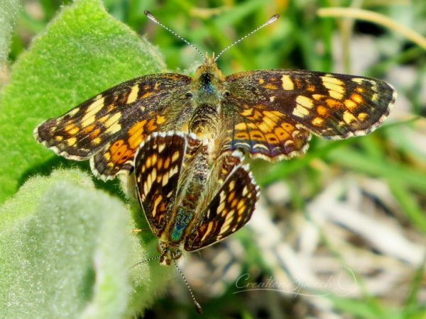 Field Crescent butterflies mating