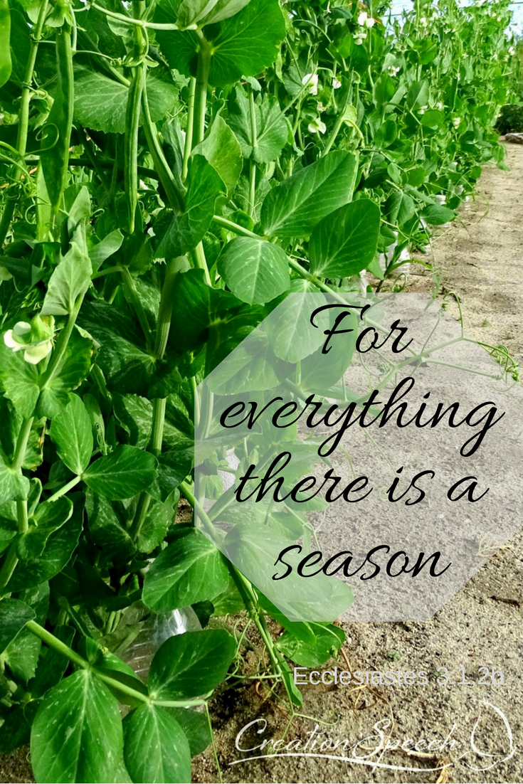 For everything there is a season, trials and difficulties, confidence and delight. If we abide in Him, we will bear fruit even in the midst of difficulty. John 15:1-8. Snow Peas.