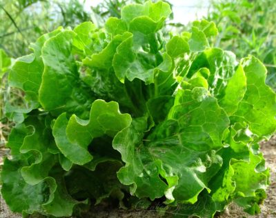 Lettuce thrives in cool season