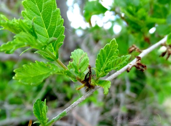 New growth emerges from tree branch