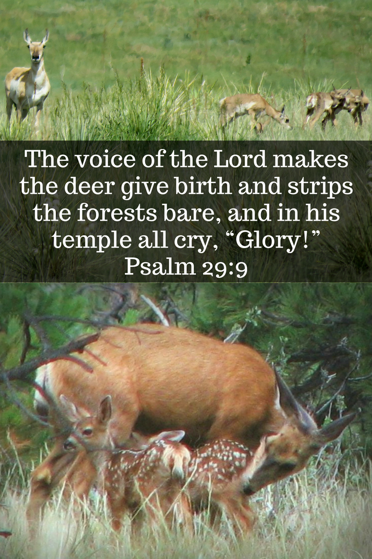 Voice of the Lord makes the deer give birth. Psalm 29:9. He also upholds our life. Psalm 54:4