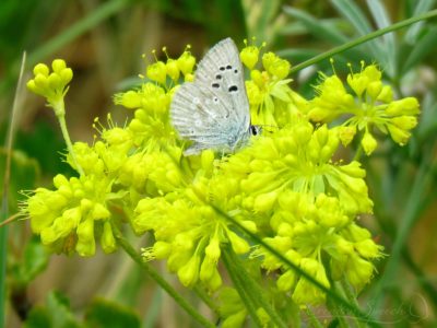 Boisduval’s Blue on Sulfur Buckwheat