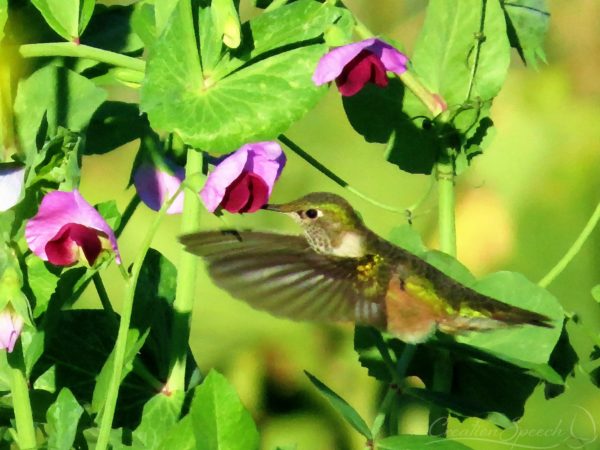 Broad-Tailed Humingbird on Pea Blossom Collecting Nectar for Chick