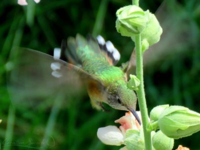 Broad-Tailed Hummingbird with fanned tail