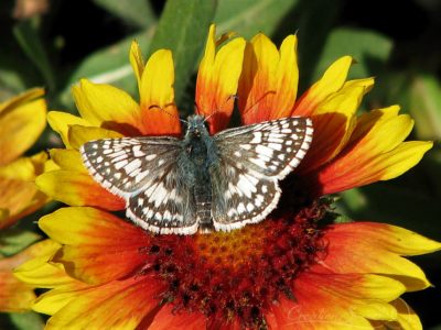 Common Checkerspot on Blanket Flower, Missouri