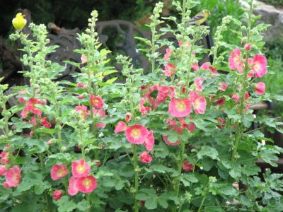 Gold finches rest on Hollyhocks in Missouri