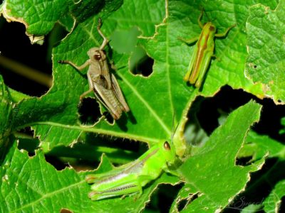 Grasshoppers on Hollyhock