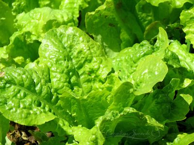 Lettuce flourishing in the garden