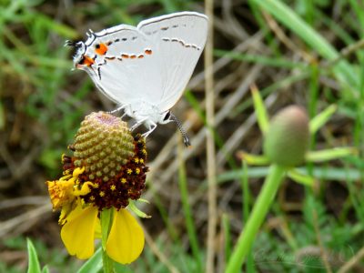 Grey Hairstreak on Prairie Coneflower, Elizabeth, CO