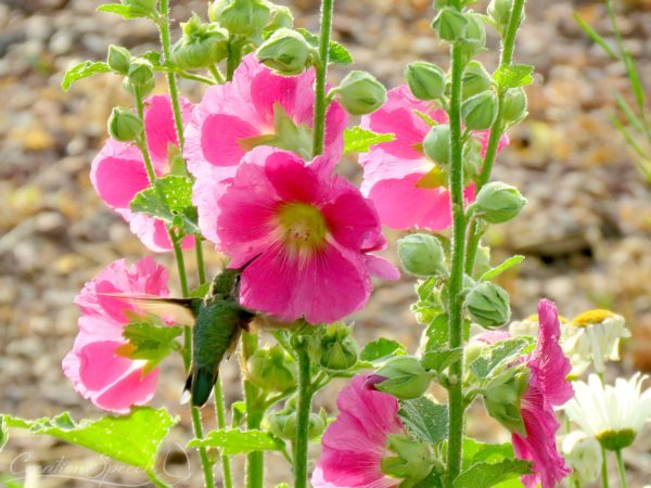 Hummingbird sees and tastes that the LORD is good through Hollyhock flower. Psalm 34:8