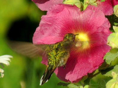 Hummingbird gathering nectar from Hollyhock flower, Colorado