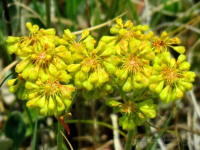 Sulfur Buckwheat in dry meadow, July 3