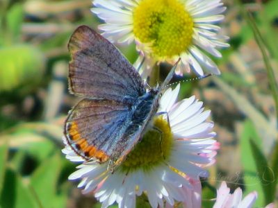 Lupine Blue butterfly. Larva feeds on Sulfur Buckwheat. Plant and Butterfly are Interdependent.