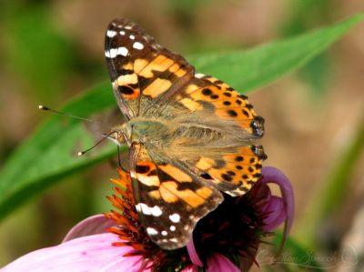 Painted Lady on Purple Coneflower, Missouri