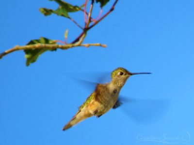 Broad-Tailed Humming Bird Hovers in Patrol to Protect Nest Area From Other Birds