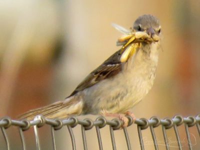 Sparrow captured grasshopper to feed chicks