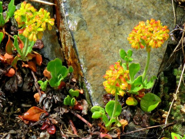 Sulfur Buckwheat, Poverty Gulch, Crested Butte, CO