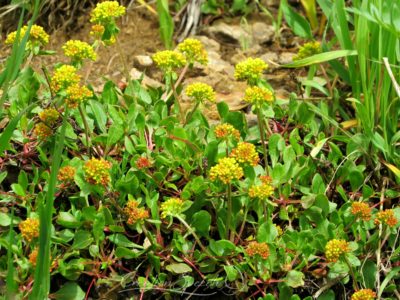 Sulfur Buckwheat, Washington Gulch