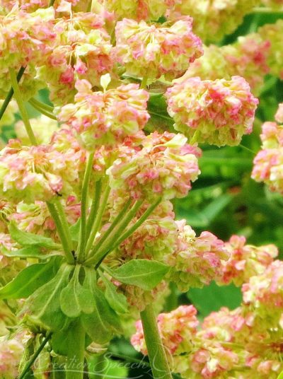 Sulfur Buckwheat, Woodland Trail, Pink